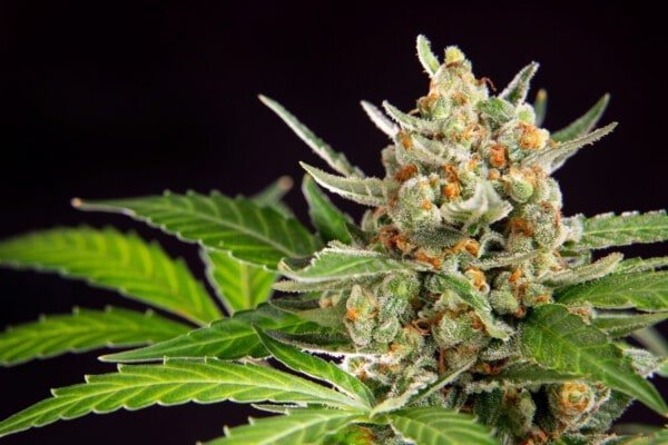 Philosopher-Seeds-Wedding-Cake-Auto-Feminized-Cannabis-Seeds-Annibale-Seedshop-3