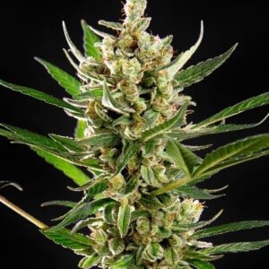 Philosopher-Seeds-Wedding-Cake-Auto-Feminized-Cannabis-Seeds-Annibale-Seedshop