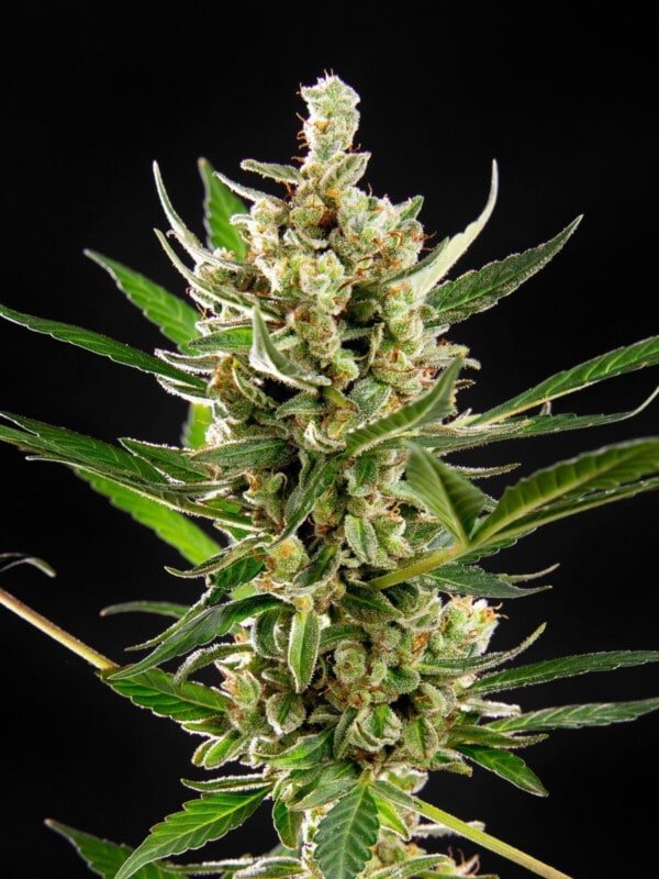 Philosopher-Seeds-Wedding-Cake-Auto-Feminized-Cannabis-Seeds-Annibale-Seedshop