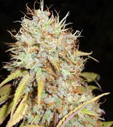 Phoenix-Seeds-Amnesia-Express-Feminized-Cannabis-Seeds-Annibale-Seedshop