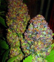 Phoenix-Seeds-Blueberry-Feminized-Cannabis-Seeds-Annibale-Seedshop