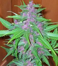 Phoenix-Seeds-Good-Shit-Auto-Feminized-Cannabis-Seeds-Annibale-Seedshop