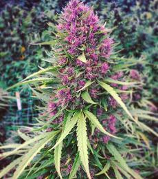 Phoenix-Seeds-Good-Shit-Feminized-Cannabis-Seeds-Annibale-Seedshop