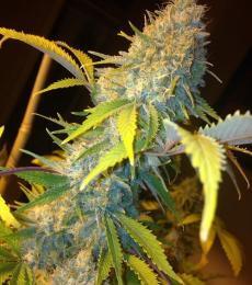Phoenix-Seeds-Northern-Lights-Express-Auto-Feminized-Cannabis-Seeds-Annibale-Seedshop