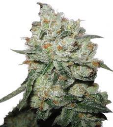 Phoenix-Seeds-OG-Kush-Feminized-Cannabis-Seeds-Annibale-Seedshop