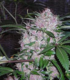 Phoenix-Seeds-Original-Northern-Lights-Feminized-Cannabis-Seeds-Annibale-Seedshop