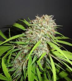 Phoenix-Seeds-Original-Skunk-Express-Auto-Feminized-Cannabis-Seeds-Annibale-Seedshop