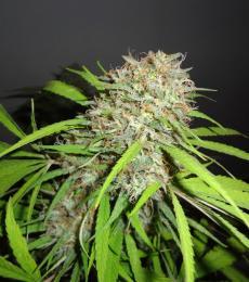 Phoenix-Seeds-Original-Skunk-Express-Auto-Feminized-Cannabis-Seeds-Annibale-Seedshop_df5a34c3-c2d1-45bd-bc2e-1cdfc19e3ce7