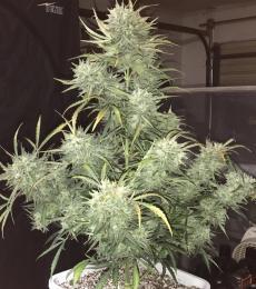 Phoenix-Seeds-Strong-Stuff-Auto-Feminized-Cannabis-Seeds-Annibale-Seedshop
