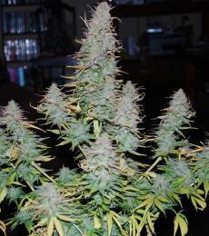 Phoenix-Seeds-Strong-Stuff-Feminized-Cannabis-Seeds-Annibale-Seedshop