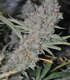 Phoenix-Seeds-Sweet-Tooth-Express-Auto-Feminized-Cannabis-Seeds-Annibale-Seedshop