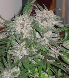 Phoenix-Seeds-White-Widow-Express-Auto-Feminized-Cannabis-Seeds-Annibale-Seedshop