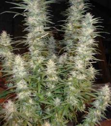 Phoenix-Seeds-White-Widow-Feminized-Cannabis-Seeds-Annibale-Seedshop