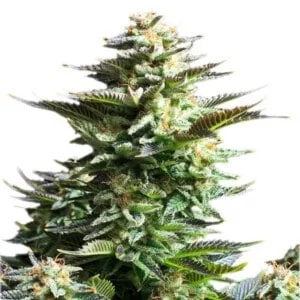 Royal-Queen-Seeds-Amnesia-Haze-Feminized-Cannabis-Seeds-Annibale-Seedshop