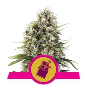 Royal-Queen-Seeds-Chocolate-Haze-Feminized-Cannabis-Seeds-Annibale-Seedshop