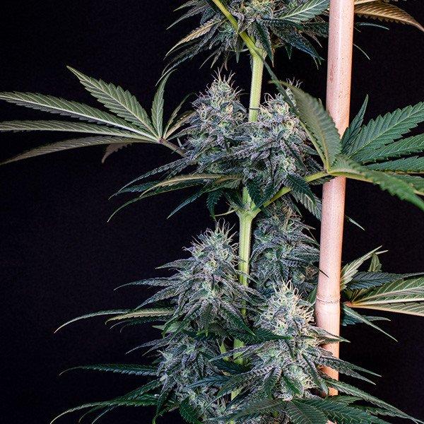 How to Grow Blue Cookies Cannabis Seeds