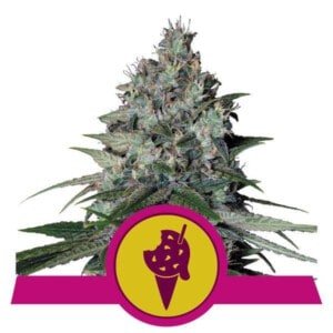 Royal-Queen-Seeds-Cookies-Gelato-Feminized-Cannabis-Seeds-Annibale-Seedshop