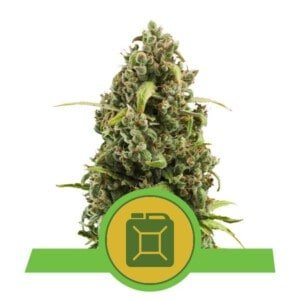 Royal-Queen-Seeds-Diesel-Automatic-Feminized-Cannabis-Seeds-Annibale-Seedshop