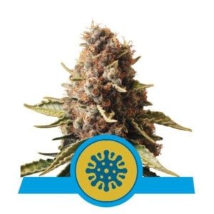 Royal-Queen-Seeds-Euphoria-Feminized-Cannabis-Seeds-Annibale-Seedshop