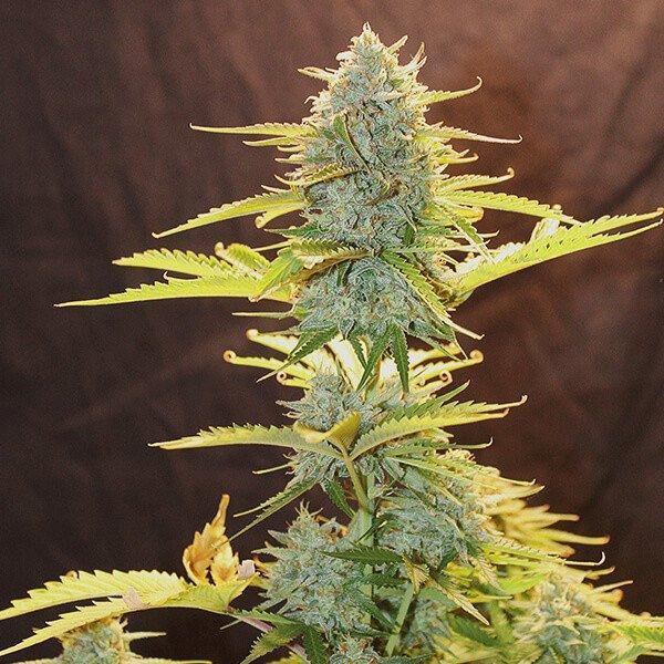 Royal-Queen-Seeds-Fat-Banana-Automatic-Feminized-Cannabis-Seeds-Annibale-Seedshop-1