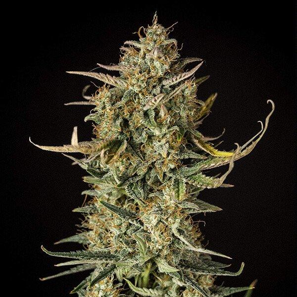 Royal-Queen-Seeds-Fat-Banana-Automatic-Feminized-Cannabis-Seeds-Annibale-Seedshop-2