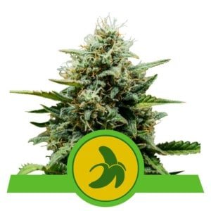 Royal-Queen-Seeds-Fat-Banana-Automatic-Feminized-Cannabis-Seeds-Annibale-Seedshop