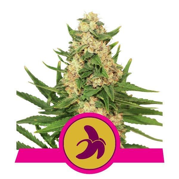 Royal-Queen-Seeds-Fat-Banana-Feminized-Cannabis-Seeds-Annibale-Seedshop