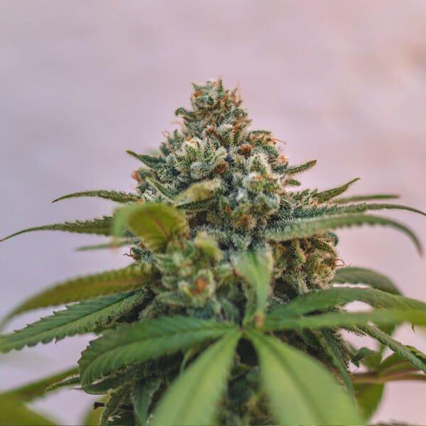 Green Crack Punch Feminized - Royal Queen Seeds