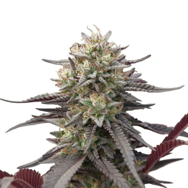 Royal-Queen-Seeds-Green-Crack-Punch-Feminized-Cannabis-Seeds-Annibale-Seedshop-3