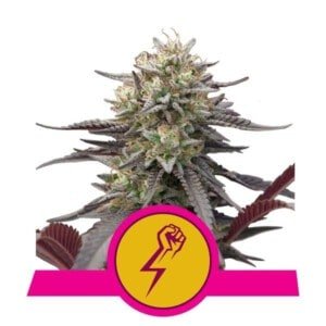 Royal-Queen-Seeds-Green-Crack-Punch-Feminized-Cannabis-Seeds-Annibale-Seedshop