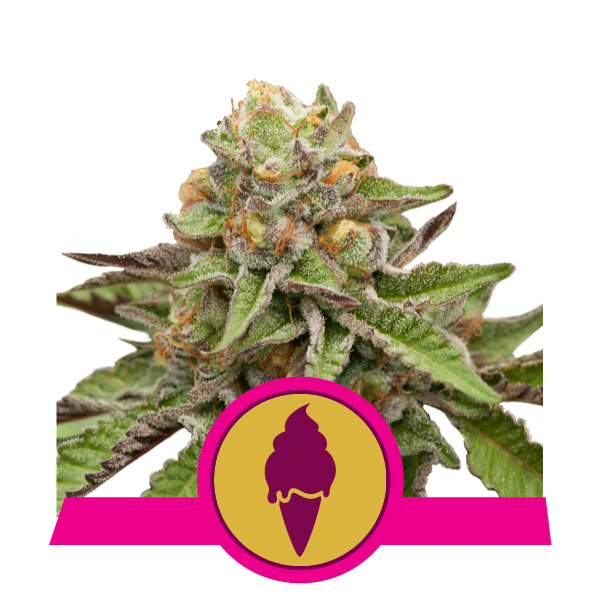 Royal-Queen-Seeds-Green-Gelato-Feminized-Cannabis-Seeds-Annibale-Seedshop