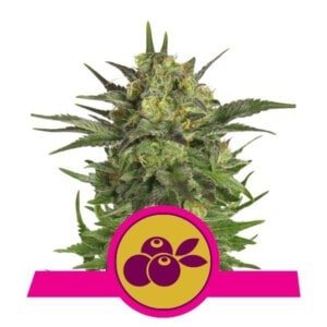 Royal-Queen-Seeds-Haze-Berry-Feminized-Cannabis-Seeds-Annibale-Seedshop