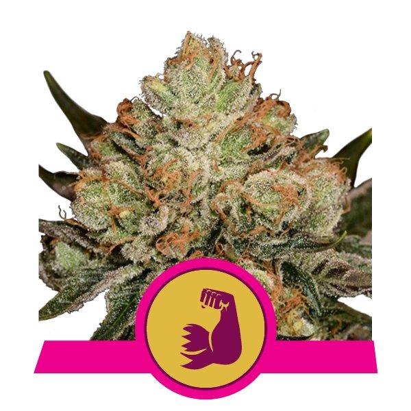 Royal-Queen-Seeds-Hulkberry-Feminized-Cannabis-Seeds-Annibale-Seedshop