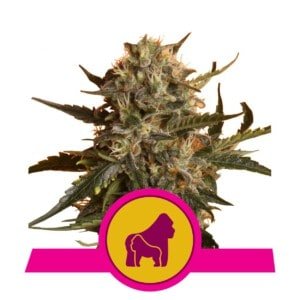 Royal-Queen-Seeds-Mother-Gorilla-Feminized-Cannabis-Seeds-Annibale-Seedshop