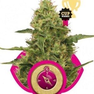 Royal-Queen-Seeds-Northern-Lights-Feminized-Cannabis-Seeds-Annibale-Seedshop
