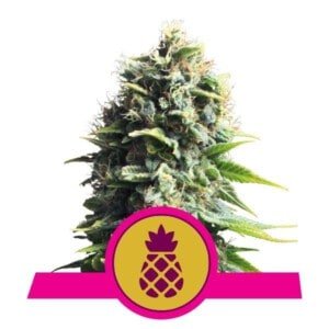 Royal-Queen-Seeds-Pineapple-Kush-Feminized-Cannabis-Seeds-Annibale-Seedshop