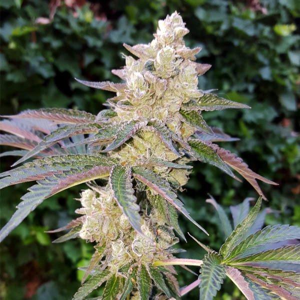 Royal-Queen-Seeds-Royal-Cookies-Feminized-Cannabis-Seeds-Annibale-Seedshop-1