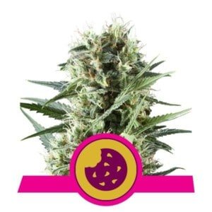 Royal-Queen-Seeds-Royal-Cookies-Feminized-Cannabis-Seeds-Annibale-Seedshop