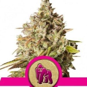 Royal-Queen-Seeds-Royal-Gorilla-Feminized-Cannabis-Seeds-Annibale-Seedshop