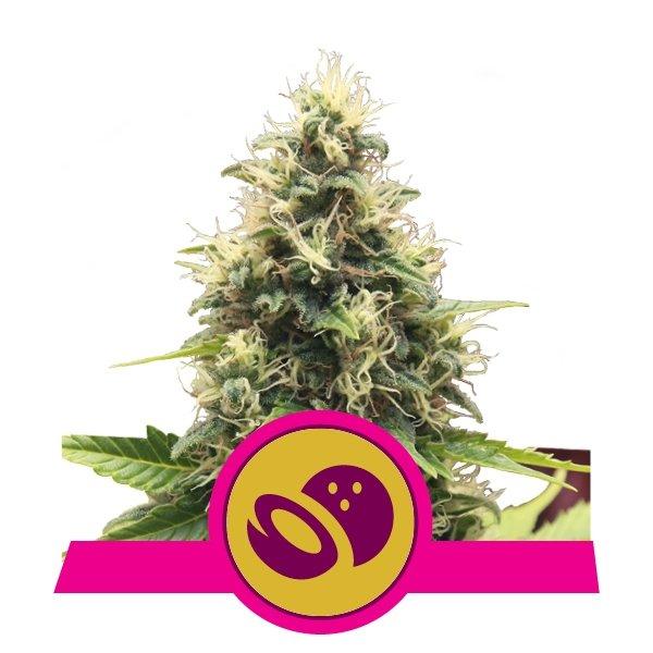 Royal-Queen-Seeds-Somango-XL-Feminized-Cannabis-Seeds-Annibale-Seedshop