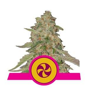 Royal-Queen-Seeds-Sweet-ZZ-Feminized-Cannabis-Seeds-Annibale-Seedshop