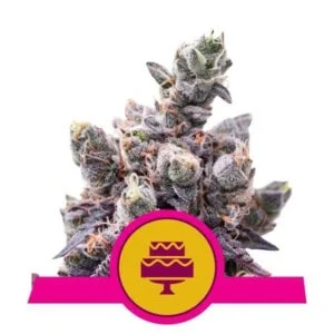 Royal-Queen-Seeds-Wedding-Gelato-Feminized-Cannabis-Seeds-Annibale-Seedshop