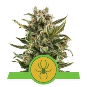 Royal-Queen-Seeds-White-Widow-Automatic-Feminized-Cannabis-Seeds-Annibale-Seedshop