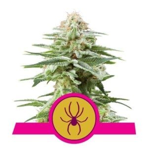 Royal-Queen-Seeds-White-Widow-Feminized-Cannabis-Seeds-Annibale-Seedshop