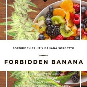Seedshop-Annibale-Genetics-The-Italian-Collection-Forbidden-Banana-Feminized-Cannabis-Seeds