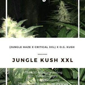 Seedshop-Annibale-Genetics-The-Italian-Collection-Jungle-Kush-XXL-Feminized-Cannabis-Seeds