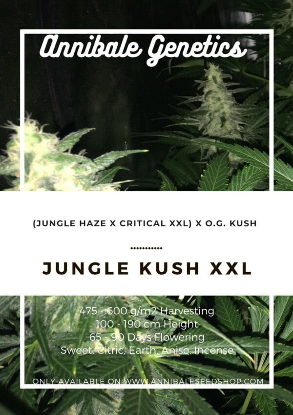 Seedshop-Annibale-Genetics-The-Italian-Collection-Jungle-Kush-XXL-Feminized-Cannabis-Seeds