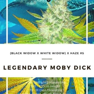 Seedshop-Annibale-Genetics-The-Italian-Collection-Legendary-Moby-Dick-Feminized-Cannabis-Seeds