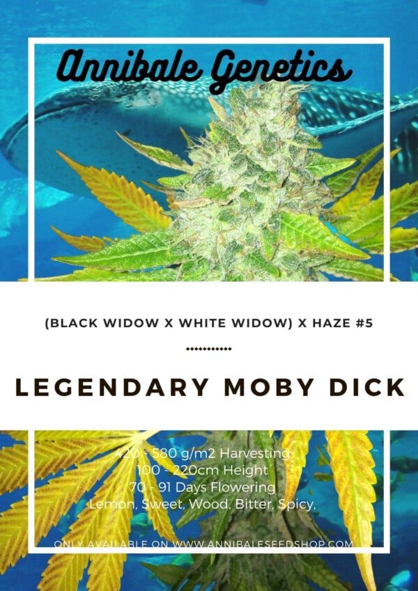 Seedshop-Annibale-Genetics-The-Italian-Collection-Legendary-Moby-Dick-Feminized-Cannabis-Seeds