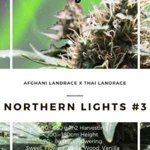 Seedshop-Annibale-Genetics-The-Italian-Collection-Northern-Lights-_3-Autoflowering-Feminized-Cannabis-Seeds